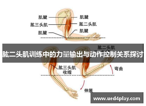 肱二头肌训练中的力量输出与动作控制关系探讨